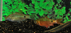 Prachtbarbeel (PETHIA CONCHONIUS L)