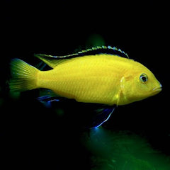 Labidochromis caeruleus 4-5 cm