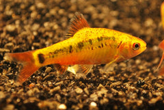 Brokaatbarbeel Goud (BARBODES SCHUBERTI M)