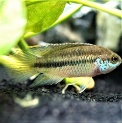 Nannacara anomala Dambordcichlide SM
