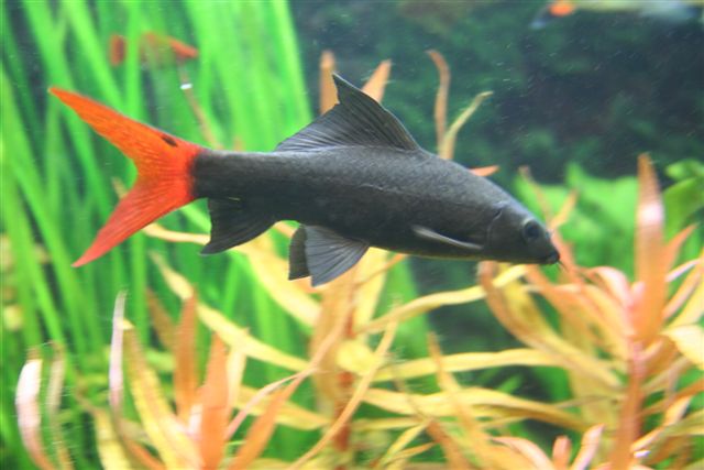 Vuurstaartlabeo (EPALZEORHYNCHOS BICOLOR M)