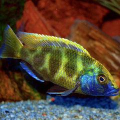 Nimbochromis venustus 4-5 cm @