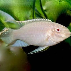 Pel.pulcher Albino kersenbuik 4-5 cm