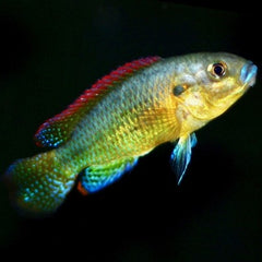 Pseudocrenilabrus multicolor 3-4 cm