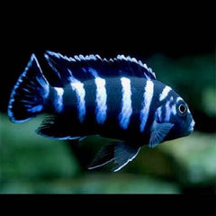 Pseudotropheus demasoni 4-4,5 cm