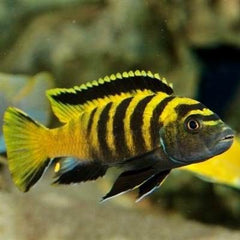 Pseudotropheus flavus 4-5 cm @