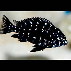 Tropheus duboisi S @