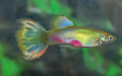 Gup Blond Parrot Man (POEC. RET. BLOND PARROT MALE M)