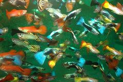 Gup Mix Man (POEC. RET. MIX MALE M)