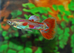 Gup Pigeon Blood Man (POEC. RET. PIGEON BLOOD MALE M)