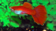 Gup Flamingo Rood Man (POEC. RET. FLAMINGO RED MALE M)