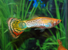 Gup Snakeskin Pineapple Man (POEC. RET. SNAKESKIN PINEAPPLE MALE M)