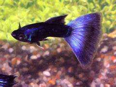 Gup Pauw-Blauw Man (POEC. RET. MOSCOW BLUE MALE M)