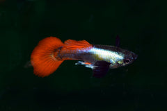 Gup Dumbo Ear Platinum Red (POEC. RET. DUMBO EAR PLATINUM RED MALE S/M)