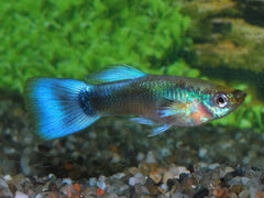 Gup Neon Blauw Man (POEC. RET. NEON BLUE MALE M)