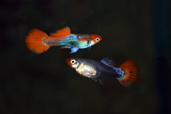 Gup Red Cap Brazil (M/F) (POEC. RET. RED CAP BRAZIL (M/F) M)