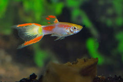 Endler Gup Geel Laser Tail (M/F) (POEC. WINGEI YELLOW LASER TAIL (MAN)
