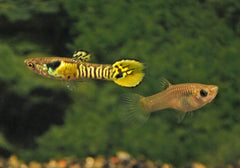 Endler Gup Tiger Man (POEC. WINGEI TIGER MALE M)