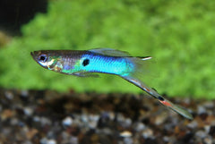 Endler Gup Japan Blue (M/F) (POEC. WINGEI JAPAN BLUE (M/F) M)