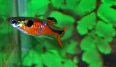 Endler Gup Red Chest (M/F) (POEC. WINGEI RED CHEST (M/F) M)