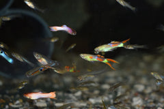 Endler Gup Mixed (M/F) (POEC. WINGEI MIXED (M/F) M)