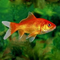 Carassius auratus Goudvis 6-8