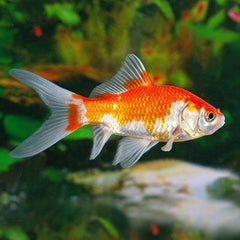 Carassius auratus Goudvis sarasa 8-10