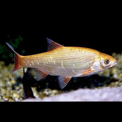 Leuciscus idus Goudwinde 10-12