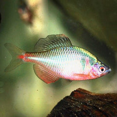Rhodeus ocellatus Bittervoorn (China) L