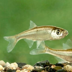 Leucas delineatus Vetje L