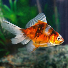 Car.auratus Sluierstaart calico 5-6 @