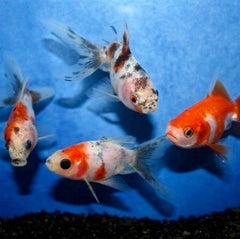 Car.auratus Sluierstaart mix 5-6 @