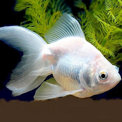 Car.auratus Sluierstaart albino 5-6