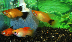 Platy Highfin Mix (XIPH. MAC. HIGHFIN MIX M)