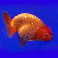 Or.ranchu rood 6-7 cm zonder rugvin