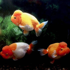 Or.ranchu Ranchu mix 8-10 cm