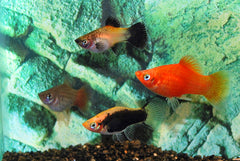 Platy Mix (XIPH. MAC. MIX M)