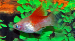 Platy Wit Red Top (XIPH. MAC. WHITE RED TOP  M)