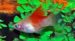 Platy Wit Red Top (XIPH. MAC. WHITE RED TOP M)