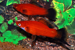 Zwaarddrager Rood Wagtail (XIPH. HELLERI RED WAGTAIL S/M)