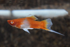 Zwaarddrager Rood/Wit (XIPH. HELLERI RED/WHITE S/M)