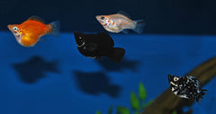 Ballon Molly Mix (POECILIA SPHENOPS BALLOON MIX M)