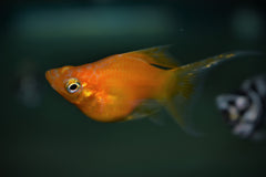 Ballon Molly Sluier Mix (POECILIA SPHENOPS BALLOON LONGFIN MIX M)