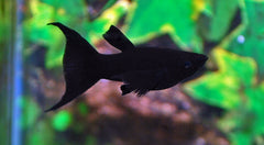 Black Molly Sluier (POECILIA SPHENOPS BLACK LONGFIN M)