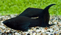 Black Molly Sluier (POECILIA SPHENOPS BLACK LONGFIN S)