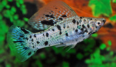 Hoogvinkarper Dalmati�r (POECILIA LATIPINNA DALMATIAN S)