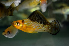 Hoogvinkarper Goud Marmer (POECILIA LATIPINNA GOLD MARBLE L)
