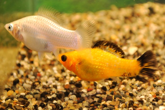 Hoogvinkarper Mix (POECILIA LATIPINNA MIX S)