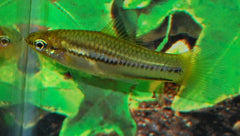Dwergzwaarddrager (XIPHOPHORUS PYGMAEUS S)