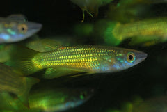 Killivis Lineatus Goud (APLOCHEILUS LINEATUS GOLD M)